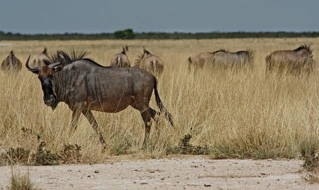 241 Etosha NP, gnoe.JPG